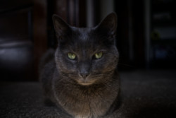 Han shrouded in darkness