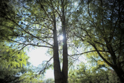 Austin tree gap