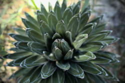 Austin botanical gardens